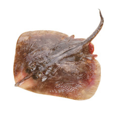 Fresh ray fish isolated on white background © zcy