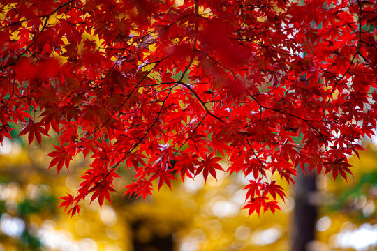 15 474 Best 落葉樹 Images Stock Photos Vectors Adobe Stock