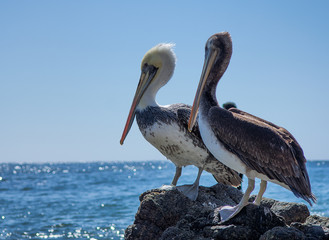 pelican on the beach