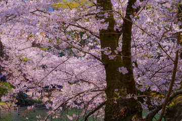 井の頭公園の満開の桜