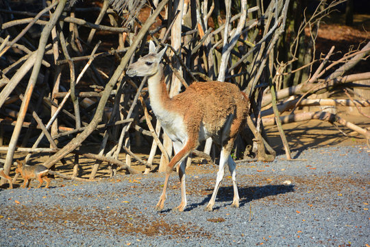 The vicuna (Vicugna vicugna) or vicuna is one of the two wild South American camelids which live in the high alpine areas of the Andes, the other being the guanaco. 