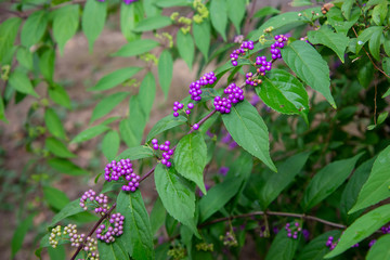 ムラサキシキブ
