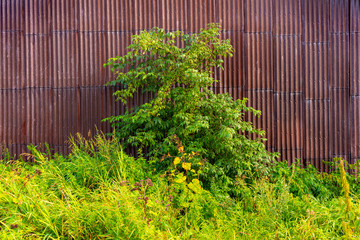 The elder against the wall of the old rusty corrugated metal sheet