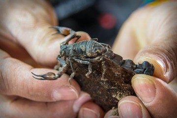 Man holding a scorpion