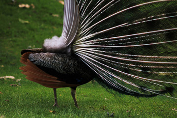 Photo of a peacock from behind  
