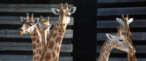 The giraffe is the tallest land animal in the world and can grow up to 5.5 metres tall. It is...