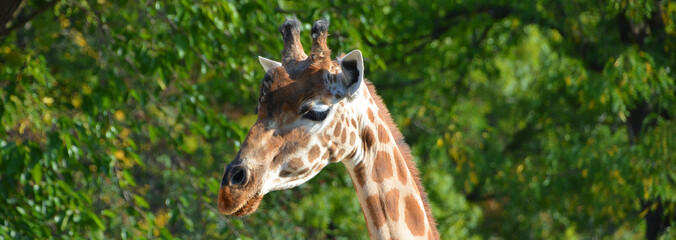The giraffe is the tallest land animal in the world and can grow up to 5.5 metres tall. It is...