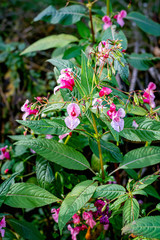 Indian Balsam wildflower in a forest