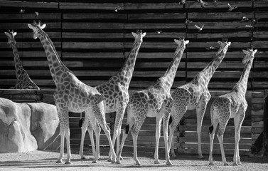 The giraffe is the tallest land animal in the world and can grow up to 5.5 metres tall. It is...