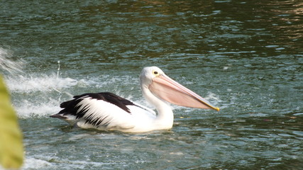 Pelecanus, a water bird that has a sac under its beak
