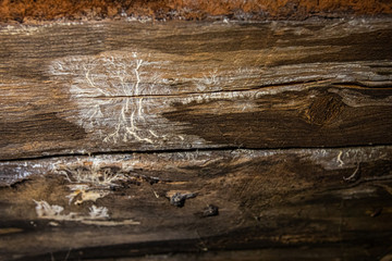 Indoor damp & air quality (IAQ) testing. A closeup view on timber inside a domestic building, signs of wood decay fungus (lignicolous fungi) with both white rot and brown rot visible.
