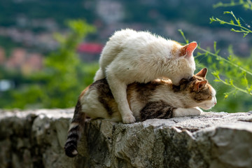 cat on fence