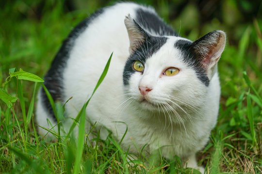 草原に佇む白黒の猫