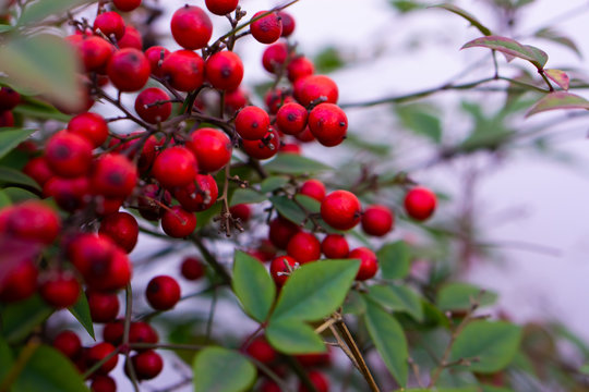 red berries of viburnum on branch