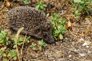 In summer, a small hedgehog crawls in the grass.