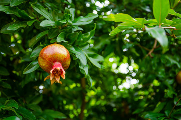 Red pomegranate on a tree in summer.