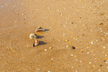 A few shells on the beach near the water.