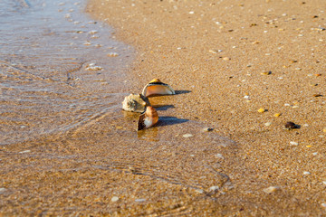 A few shells on the beach near the water.