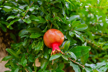 Red pomegranate on a tree in summer.