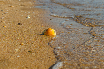 Shell on the beach in summer near the water.Golden coastal sand.