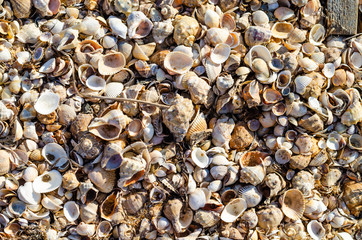Many shells on the beach near the sea in the summer.