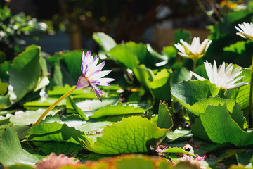 Lilypads