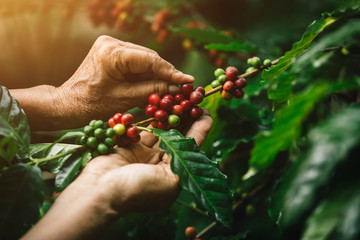 [coffee berries] Close-up arabica coffee berries with agriculturist hands