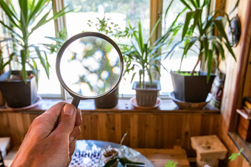 Indoor damp & air quality (IAQ) testing. Houseplants are seen through a magnification lens during a...