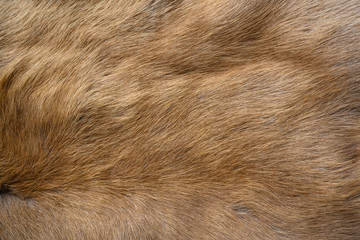The wool patterns of the reindeer are brown.