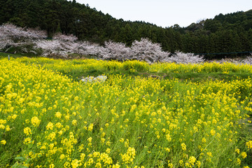 Obraz premium 桜と菜の花