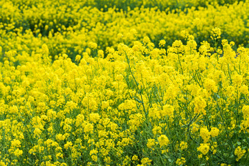 菜の花畑