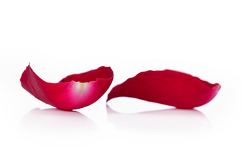 Beautiful rose petals on a white background