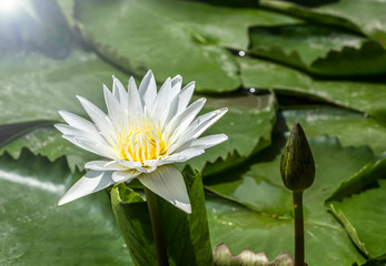 Lotus flower and sun light