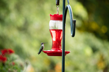 hummingbird perched on hummingbird feeder in backyard