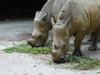 Fototapeta premium rhinoceros in zoo
