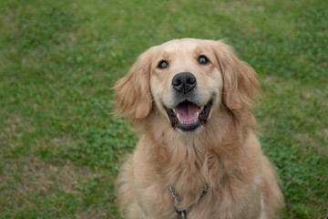 世界の名犬牧場