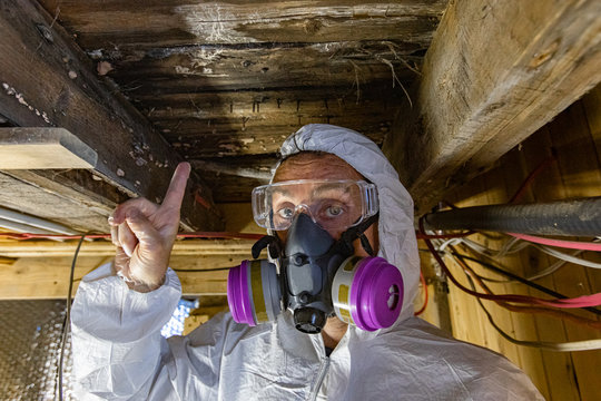Indoor damp & air quality (IAQ) testing. An indoor home inspector points towards condemned wood inside a domestic building, white fungi are seen growing on joists and floor planks, rotting wood indoor