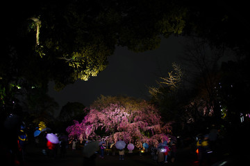 Fototapeta premium 六義園の満開の枝垂れ桜