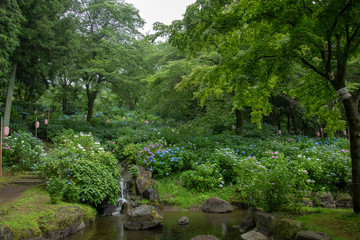 Fototapeta premium 小野池あじさい公園