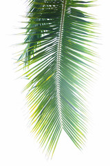 Detail of coconut trees leaf isolated on white background