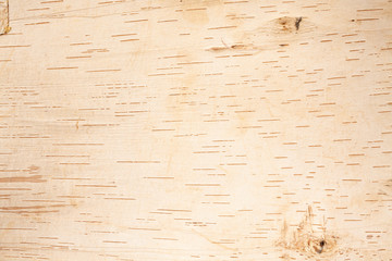Flattened Birch bark background and natural textural elements shot from above