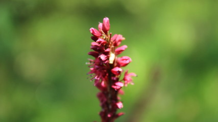 Macro photo of flower.