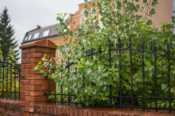Green cypress branches breaking through metallic fence. Plant and fence. Close up view.
