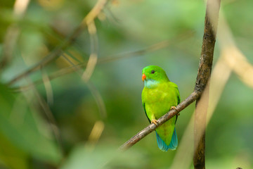 Vernal Hanging Parakeet seen at Ganeshgudi,Karnataka,India