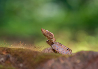 Hump Nose Pit Viper seen at Ganeshgudi,Karnataka,India