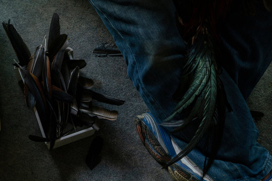 A rooster being groomed for cockfighting