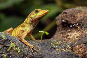 Obraz premium Anolido