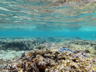 Diving on Guam coral reef, seabed with blue starfish and water surface view underwater