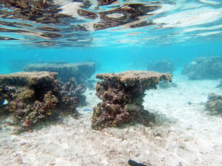 Diving on Guam coral reef, coral reef seabed, water surface underwater