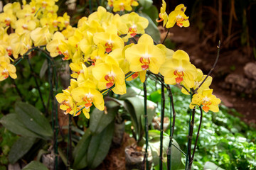 Beautiful yellow orchids flower in garden